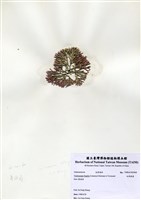 藏品(白果胞藻)的圖片